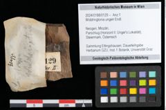 Foto (Objekt + Etikett) von Widdringtonia ungeri Endl. (NHMW-GEO-2024-0188-0129)